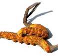 Cordyceps